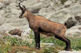 Randonnée Chamois et Mouflon